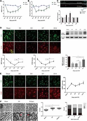 TRPA1 Activation-Induced Myelin Degradation Plays a Key Role in Motor Dysfunction After Intracerebral Hemorrhage